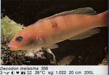 Decodon melasma